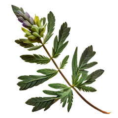 Wall Mural - leaf11 lupinus polyphyllus leaf leaves plant nature foliage stalk green tree transparent background 