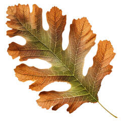 Wall Mural - leaf10 english oak leaf leaves plant nature foliage stalk green tree transparent background cutout