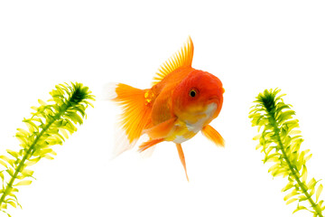 Wall Mural - goldfish on white background