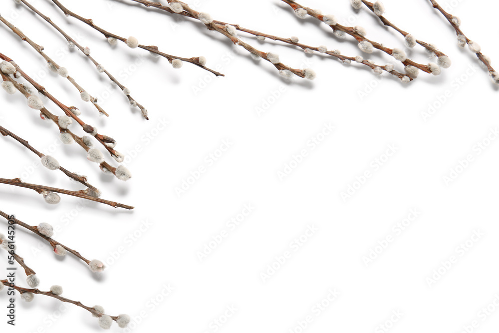 Pussy willow branches isolated on white background