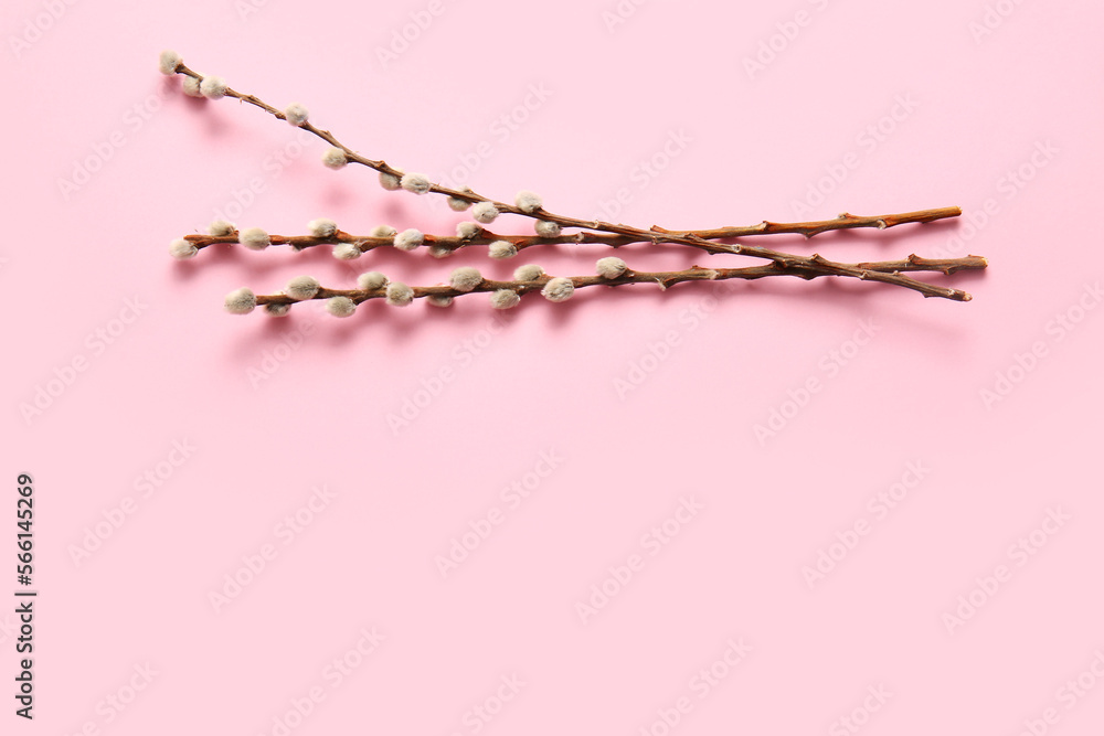 Beautiful pussy willow branches on pink background