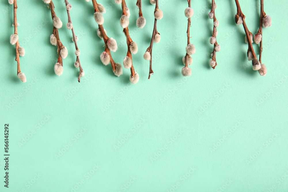 Pussy willow branches on turquoise background