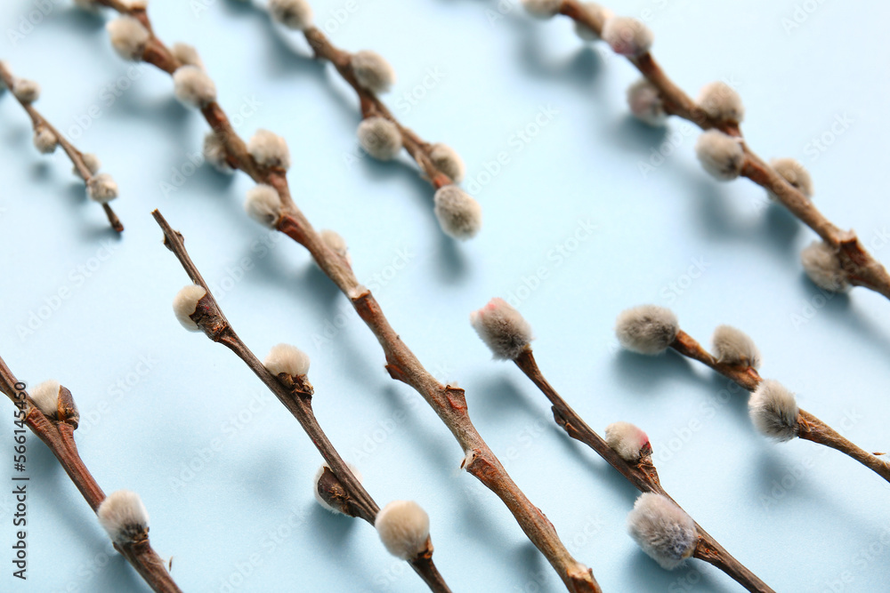 Beautiful pussy willow branches on blue background