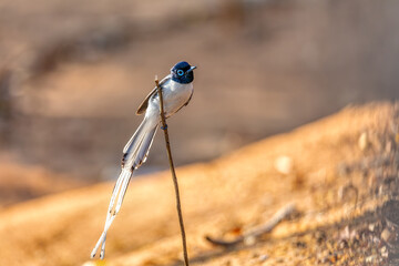 Wall Mural - Beautiful bird Malagasy paradise flycatcher (Terpsiphone mutata), Male white phase, endemic species of bird in the family Monarchidae. Kirindy forest. Madagascar wildlife animal.