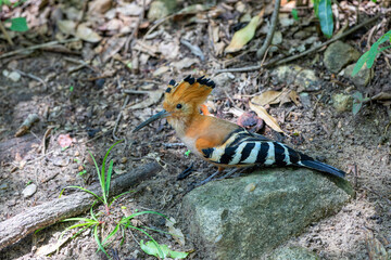 Poster - Madagascar hoopoe (Upupa marginata), species of hoopoe in the family Upupidae. Endemic bird sitting on ground. Isalo National Park, Madagascar wildlife animal.