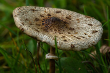 Parasol Mushroom (Macrolepiota Excoriata) In Forest