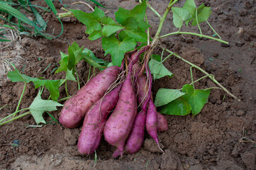 Poster - Harvesting organic sweet potatoes in summer.