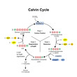 © Diana - Calvin cycle in chloroplast, photosynthesis dark phase. Diagram.