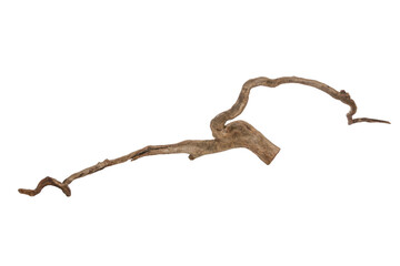 piece of a root / trunk with many thin branches, river wood, driftwood, aquarium design element - is