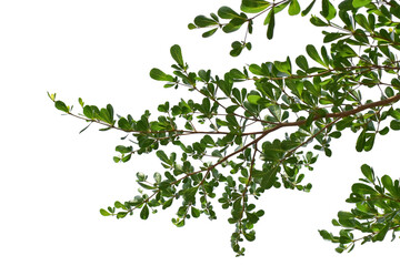 green leaves on branch isolated on transparent background png file