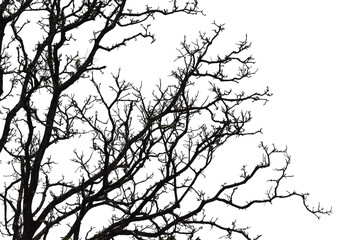 Wall Mural - silhouette of a leafless tree isolated on transparent background png file