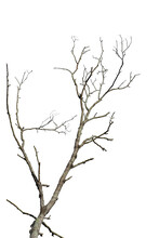 Dry Tree Branch Isolated On Transparent Background PNG File