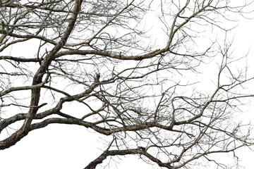 Wall Mural - dry tree branch isolated on transparent background png file