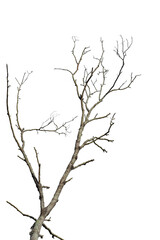 dry tree branch isolated on transparent background png file