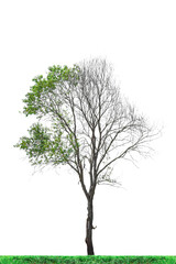Wall Mural - half dead tree isolated on transparent background png file