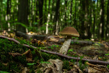 Edible Mushroom Leccinum Pseudoscabrum In Deciduous Forest. Known As Hazel Bolete. Wild Mushroom Growing In The Leaves