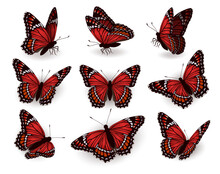 Set Of Red Butterflies Flying In Different Directions. Collection Of Butterflies On A White Background. Butterflies Side And Top View.