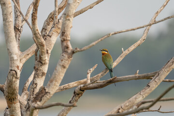 Wall Mural - European bee-eater ( Merops apiaster ) is sitting on a twig
