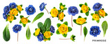 Fototapeta  - Spring primrose primula blue and yellow flowers set. PNG with transparent background. Flat lay. Without shadow.