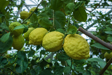 Sticker - lemon tree in the greenhouse