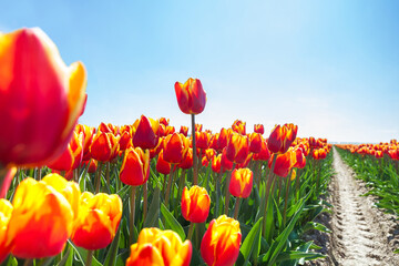 Wall Mural - Macro view of beautiful orange tulips in sunshine