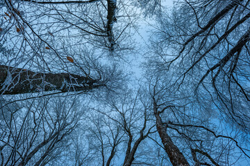 Wall Mural - snow covered trees in winter time