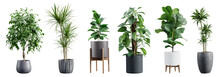 Collection Of Beautiful Plants In Ceramic Pots Isolated On Transparent Background. 3D Render.