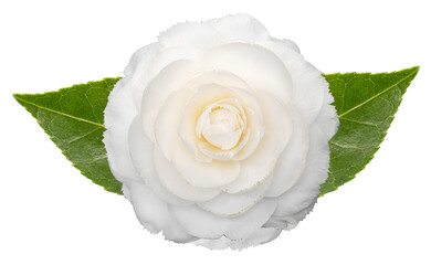 Wall Mural - White camellia flower with leaves isolated