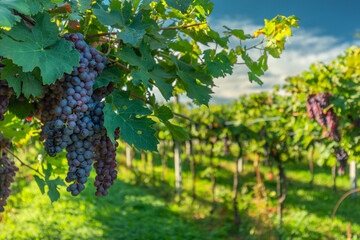 Wall Mural - grape harvest
