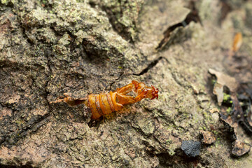 Poster - Empty hornet clearwing, Sesia apiformis pupa sticking out of aspen wood after the moth emerged