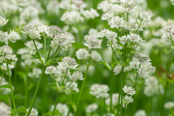 Sticker - Great masterwort, Astrantia major in bloom, this flower is often cultivated in gardens