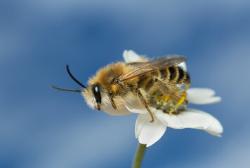 Poster - Male pantalon bee, Dasypoda hirtipes on yarrow, Achillea millefolium, sky and clouds in the background