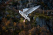 Flying seagull with focus in Trollfjorden, Norway, October 2019. Bird looking into the camera.  A sunny evening and there was almost no wind.