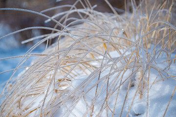 plant covered with ice in winter and blured landscape