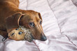 © ADDICTIVE STOCK - Cute Dachshund lying on bed
