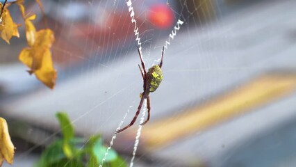 the spider is on its web