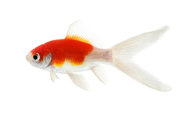 Poster - Gold fish Isolation on transparent png