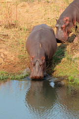 Sticker - Two hippos (Hippopotamus amphibius) entering the water, Kruger National Park, South Africa.