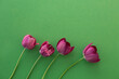 Pink four tulips on a green background.