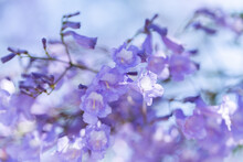 Purple Jacaranda Flowers With Blue Sky Close Up