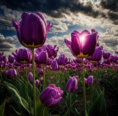 Wall Mural - Field of purple tulips at sunset. Romantic wallpaper. Spring season. Generative ai.