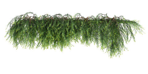 Wall Mural - 3d illustration of ivy plant isolated on transparent background