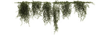 3d Illustration Of Ivy Plant Isolated On Transparent Background
