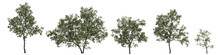 3d Illustration Of Set Robinia Pseudoacacia Tree Isolated On Transparent Background