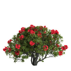 Wall Mural - 3d illustration of rhododendron bush with red flower isolated on transparent background