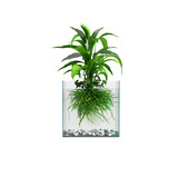Fototapeta Sypialnia - 3d illustration of aquatic plant isolated on transparent background
