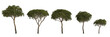 3d illustration of set tree medium pinus pinea isolated on transparent background
