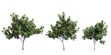 3d Illustration Of Set Ficus Lyrata Tree Isolated On Transparent Background
