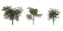 3d Illustration Of Set Agonis Flexuosa Tree Isolated On Transparent Background
