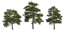 3d Illustration Of Set Tree Big Pinus Sylvestris Isolated On Transparent Background
